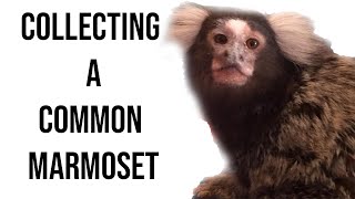 Collecting a Common Marmoset Monkey  Very Exciting [upl. by Inaliel]