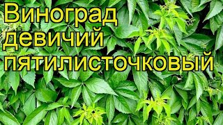 Виноград девичий пятилисточковый Краткий обзор описание характеристик parthenocissus quinquefolia [upl. by Krystin]