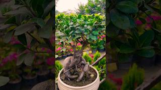 Ginseng ficus bonsai ginsengficus ficusbonsai bonsai bonsaitree bonsailife shorts video [upl. by Maccarthy758]