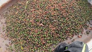 X16 macadamia harvest Australia 2023 [upl. by Bocock]