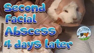 Guinea pig second facial abscess and what we can do to help her in lockdown [upl. by Hgielac215]