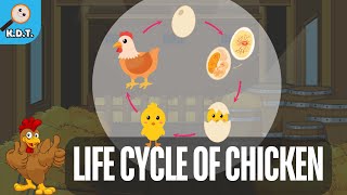 Life Cycle of a Chicken [upl. by Dloreg708]