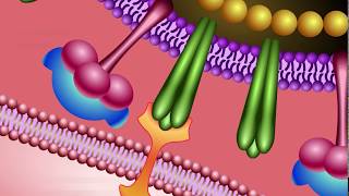 Neuraminidase Inhibitors Mechanism of Action [upl. by Canotas]