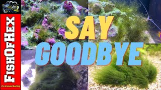 Solving Your Reef Tank Algae Problem Once And For All [upl. by Boak356]