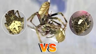 Tapang Talaga nito🕷 2 vs 1 Gagamba Fight [upl. by Neram]