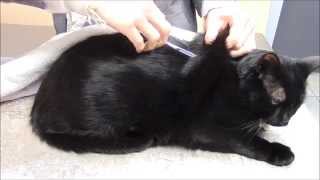 How To Give A Subcutaneous SQ Injection At Home [upl. by Petua]