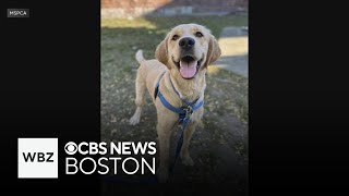 MSPCA helping animals affected by Hurricane Helene in North Carolina [upl. by Clarette]