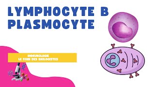 Lymphocyte B et plasmocyte [upl. by Levin563]