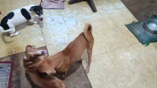 Victoria vs Yna vs Yno  Dog friendly fight [upl. by Yarezed]