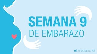 Semana 9 de embarazo  9 semanas de embarazo  El embarazo semana a semana [upl. by Atinuj]