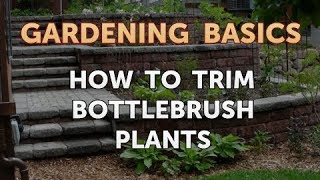 How to Trim Bottlebrush Plants [upl. by Gilliette]