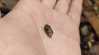 Porcellio dilatatus Giant Canyon Isopod Care [upl. by Loziram]