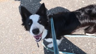 VLOG 032  Collins Trainingsprogramm  Hundeschule Stadtfelle [upl. by Rosalba]