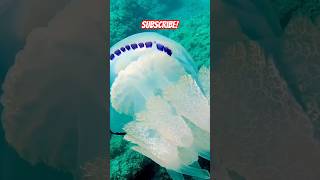 HUGE JELLYFISH Italy short shorts shortvideo shortsvideo viralvideo viralshorts viralshort [upl. by Tap]