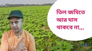 তিল জমির সেরা আগাছা নাশক Sesame Field Herbicide krishikaajTV [upl. by Yeca]