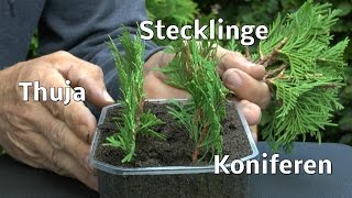 Thuja Stecklinge von Koniferen ganz einfach vermehren zeigt der Gärtner [upl. by Prudie327]