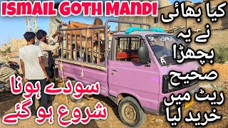 Ismail Goth Mandi Karachi Cattle Latest Rates Update 19May2024  Cow Mandi 2024 [upl. by Lesnah]