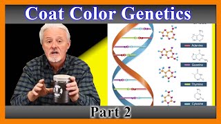 French bulldog coat color genetics explained 201 [upl. by Eixid]