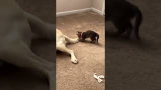 Courageous kitten sneakattacks Labrador dog [upl. by Saile]