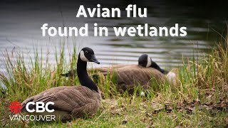 Vets are warning of avian flu in wetlands as diagnosed BC teen remains critical [upl. by Raseta]