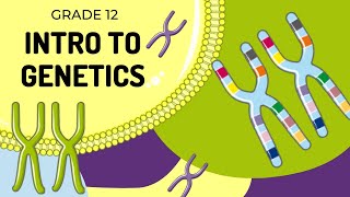 EASY TO UNDERSTAND  INTRO TO GENETICS [upl. by Jacynth821]