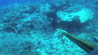 Spearfishing Cairns Australia  Tully Productions [upl. by Herbie]