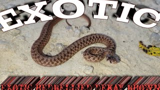 Lots Of Red Belly Snakes in Minnesotaand more rare speciesEpisode 26 [upl. by Iz]