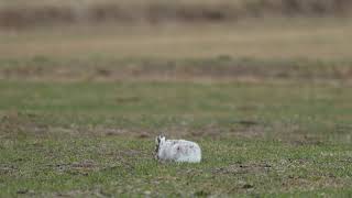 2020 北海道の自然に生息してる、春のエゾユキウサギ Spring rabbits that live in the nature of Hokkaido [upl. by Heisser]