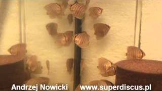 S Discus Heckel F1 Breeding in Farm Superdiscus  Andrzej Nowicki [upl. by Midis471]