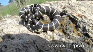 Central Valley Herpetological Society FIELD HERPING Teaser [upl. by Jeniffer]