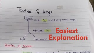 Trachea  Pathway  Relation  Neurovasculature  Anatomy [upl. by Seow41]