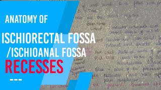 ISCHIORECTAL FOSSA  ischioanal fossa recesses [upl. by Eenrahc266]