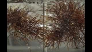 IV Seaweed Culture in New England Gracilaria Part 4 of 6 [upl. by Othello420]