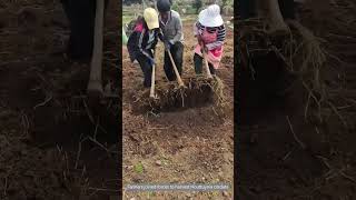 Farmers joined forces to harvest Houttuynia cordata [upl. by Jadd833]