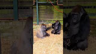 Watch these teenage males playing This behaviour is important forsilverbacks gorilla play [upl. by Robillard]