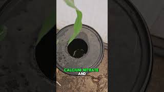 Hydroponic Corn Growing HACK You Need to Try [upl. by Dafodil703]