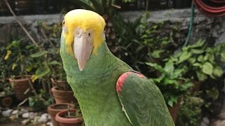 Fito Loro feliz de salir al jardín 🙃 Loro Amazona Oratrix 🦜 [upl. by Yemorej]