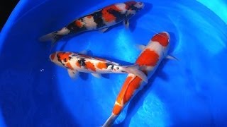 Koi Fish Selection 3  Jumbo Kohaku Showa amp Sanke Koi from Japan [upl. by Eejan914]