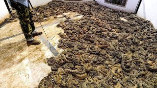 He Found 45 Rattlesnakes Under the Floor Of His House You Won’t Believe What He Did With Them [upl. by Elyac]