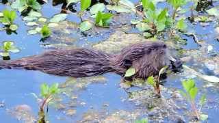 Tulocay Beaver Pond Kit Eating Water Primrose [upl. by Itra]