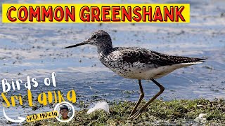 COMMON GREENSHANK  Birds of Sri Lanka with Mihela  Sound  Call [upl. by Kelson385]