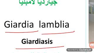 Giardia lamblia جيارديا لامبليا [upl. by Eisdnyl]