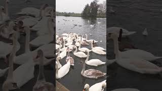 Flock of birds on the Thames in Windsor 81124 [upl. by Jamima]