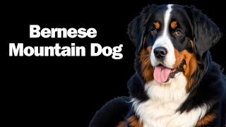 Bernese Mountain Dog [upl. by Tracay]