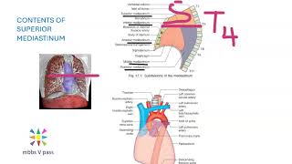 Anatomy Thorax 278 Contents of Superior Mediastinum Trachea Unit structures SVC Aorta Thoracic Duct [upl. by Hurlow]