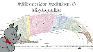 Evidence for Evolution  Phylogenetics [upl. by Ettellocin]