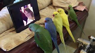 alexandrine parrot vs indian ringneck Looking [upl. by Lorinda607]