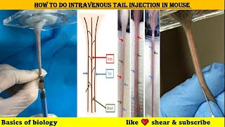 How to do intravenous tail injection in mice [upl. by Ahtivak830]