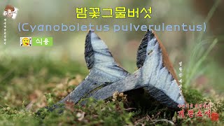 밤꽃그물버섯Cyanoboletus pulverulentus에 대해 자세히 알아보고 식용버섯이어서 먹어도보겠습니다 [upl. by Llednik]