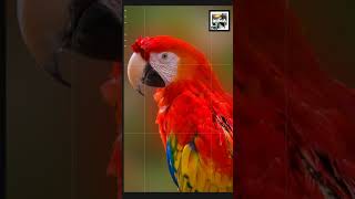 Quick Scarlet Macaw Facts  The Rainbow Rainforest Parrot  Animal a Day shorts [upl. by Friede]